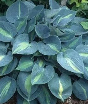 Touch of Class Blue Yellow Green Mixed Hosta Seeds