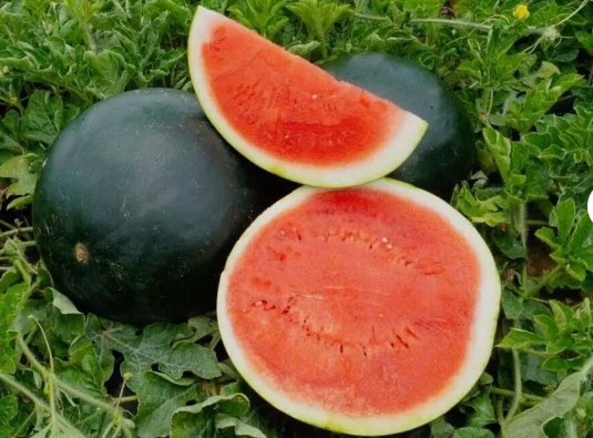 25 Quality Sweet Black Diamond Premium Watermelon Seeds