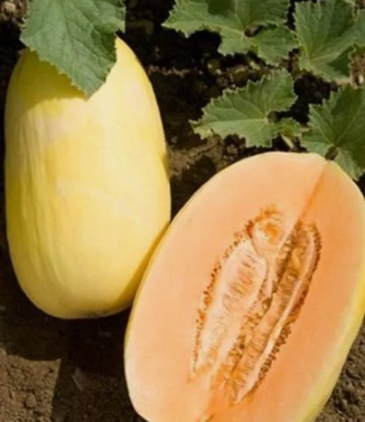 25 Quality Fresh Sweet Crenshaw Premium Melon Seeds