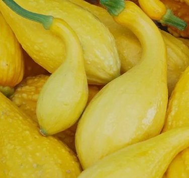 20 Premium Quality Fresh Early Crookneck Summer Squash Seeds