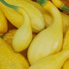 20 Premium Quality Fresh Early Crookneck Summer Squash Seeds