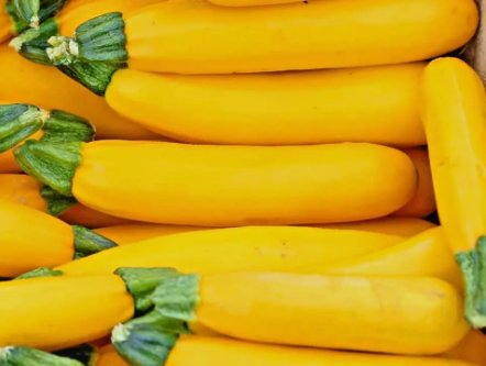 20 Premium Fresh Golden Zucchini Summer Squash Seed