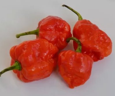 20 Fresh SuperHot Trinidad 7 Pot Brain Strain Red Premium Pepper Seeds