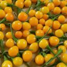 20 Fresh Premium Hot Ají Charapita Pepper Seeds