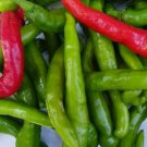 25 Fresh Authentic Japanese Fushimi Premium Pepper Seeds