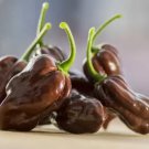 25 Caribbean Garden Fresh SuperHot Habanero Chocolate Pepper Seeds