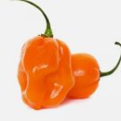 25 Garden Fresh SuperHot Orange Habanero Premium Pepper Seeds