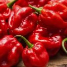 25 SuperHot Garden Fresh Red Habanero Premium Pepper Seeds