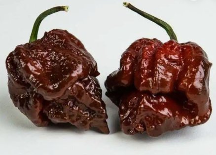 20 Fresh SuperHot Scorpion Moruga Chocolate Premium Pepper Seeds