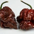 20 Fresh SuperHot Scorpion Moruga Chocolate Premium Pepper Seeds