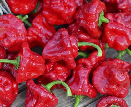 20 Authentic Caribbean Scotch Bonnet Jamaican Red Premium Pepper Seeds