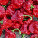 20 Authentic Caribbean Scotch Bonnet Jamaican Red Premium Pepper Seeds