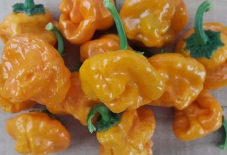 20 Authentic Caribbean Scotch Bonnet Jamaican Yellow Premium Pepper Seeds