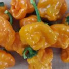 20 Authentic Caribbean Scotch Bonnet Jamaican Yellow Premium Pepper Seeds