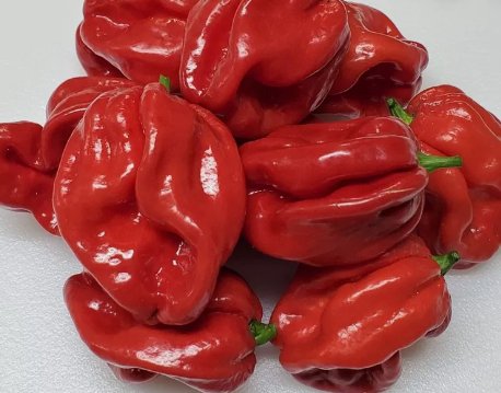 25 Garden Fresh Hot Red Scotch Bonnet Premium Pepper Seeds