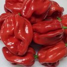 25 Garden Fresh Hot Red Scotch Bonnet Premium Pepper Seeds
