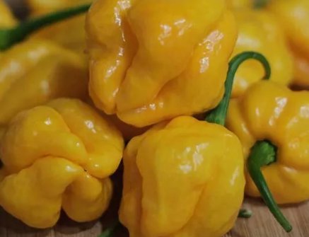 25 Garden Fresh Hot Scotch Bonnet Yellow Premium Pepper Seeds