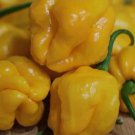 25 Garden Fresh Hot Scotch Bonnet Yellow Premium Pepper Seeds