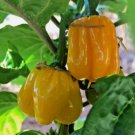 25 SuperHot Garden Fresh Caribbean Scotch Bonnet MOA Yellow Pepper Seeds