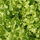 1 Gram Fresh Premium Salad Bowl Leaf Lettuce Seeds