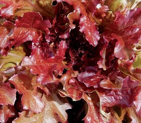 1 Gram Fresh Premium Red Sails Loose-Leaf Lettuce Seeds