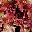1 Gram Fresh Premium Red Sails Loose-Leaf Lettuce Seeds