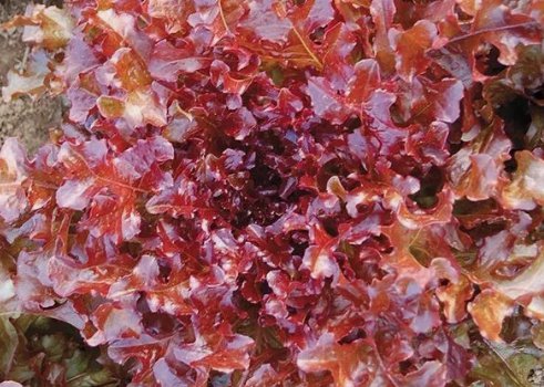 1 Gram Fresh Premium Red Salad Bowl Leaf Lettuce Seeds