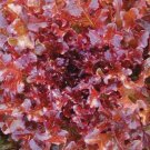 1 Gram Fresh Premium Red Salad Bowl Leaf Lettuce Seeds