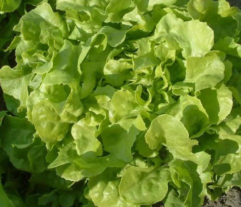 1 Gram Premium Fresh Oakleaf Leaf Lettuce Seeds