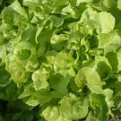 1 Gram Premium Fresh Oakleaf Leaf Lettuce Seeds