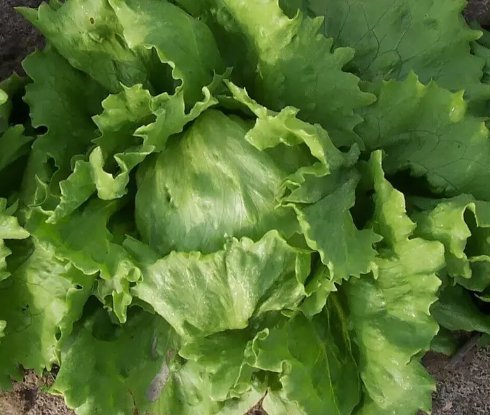 1 Gram Fresh Premium Great Lakes 659 Crisp Head of Lettuce Seeds
