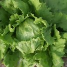 1 Gram Fresh Premium Great Lakes 659 Crisp Head of Lettuce Seeds
