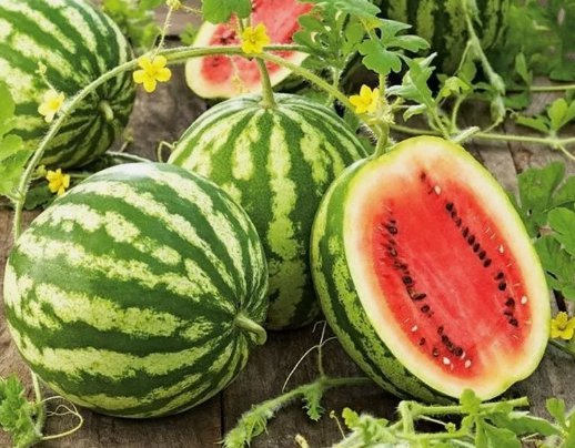 25 Fresh Quality Crimson Sweet Premium Watermelon Seeds