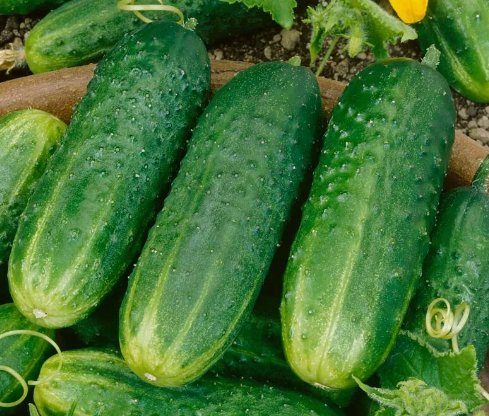 25 Premium Fresh National Pickling Cucumber Seeds