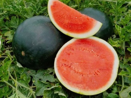 25 Quality Sweet Black Diamond Premium Watermelon Seeds