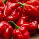 25 SuperHot Garden Fresh Red Habanero Premium Pepper Seeds