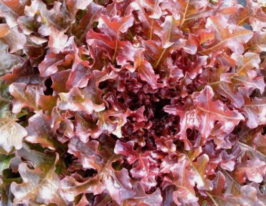 1 Gram Fresh Premium Red Salad Bowl Leaf Lettuce Seeds