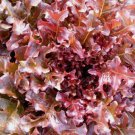 1 Gram Fresh Premium Red Salad Bowl Leaf Lettuce Seeds