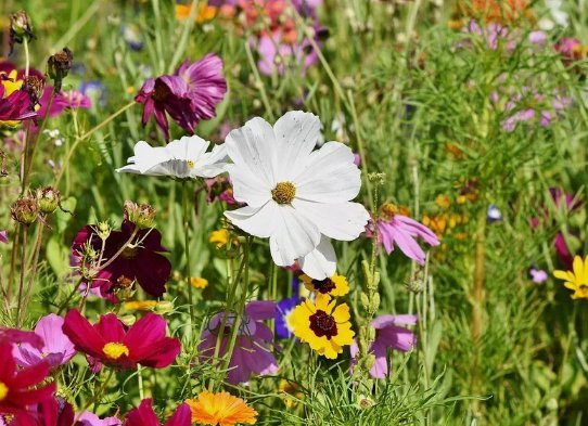 ALL Wild Flower Mix. Pollinator Food, Garden Heirloom1200 Seeds