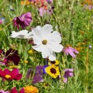 ALL Wild Flower Mix. Pollinator Food, Garden Heirloom1200 Seeds
