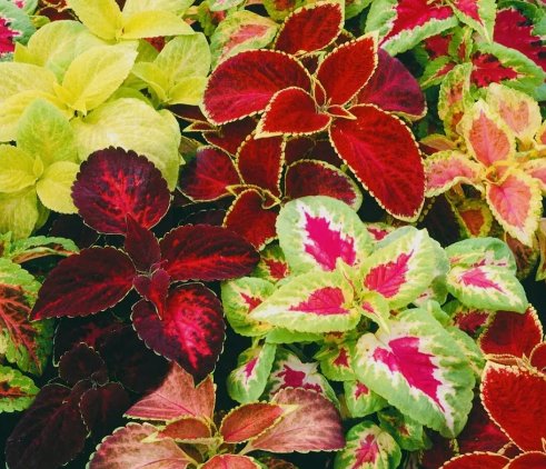 Coleus Rainbow Mix Flower Seeds NON GMO