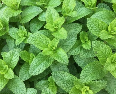 Mixed Mint Seeds 500 Peppermint spearmint herb NON GMO