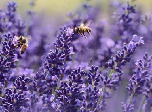 Lavender Seeds Vera English NON GMO 200 Seeds