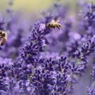 Lavender Seeds Vera English NON GMO 200 Seeds Lavender Seeds Vera English NON GMO 200 Seeds