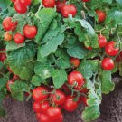 Tiny Tim Micro Dwarf Tomato 30 Seeds NON GMO Tiny Tim Micro Dwarf Tomato 30 Seeds NON GMO