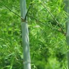 Giant Moso Bamboo 50 Seeds Perennial evergreen
