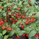 Giant Moso Bamboo 50 Seeds Perennial evergreen