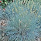 5000 Seeds Blue Fescue Ornamental Grass Clumping Drought Tolerant Low Maintenance