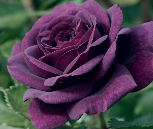 Dark Purple Rose Bush 20 Seeds