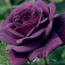 Dark Purple Rose Bush 20 Seeds